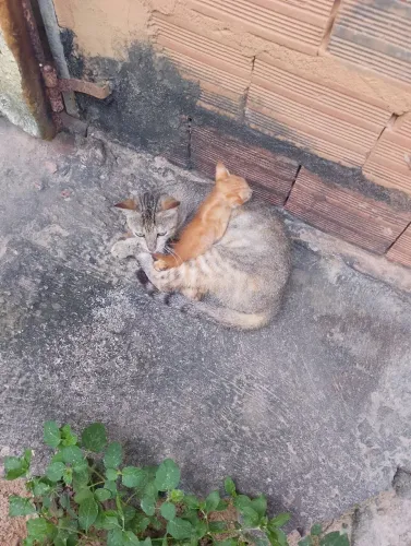 Gatos
