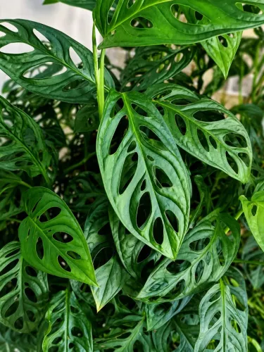 PLANTA MONSTERA ADANSONII