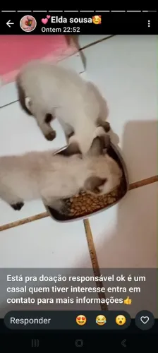 1 casal de gatinhos para adoção 