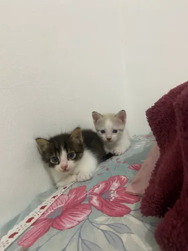 Gatinhos 
