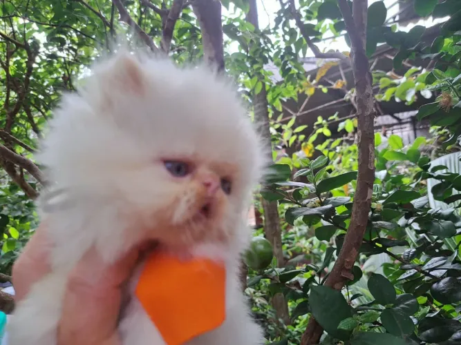 Gato persa @elisandrapet
