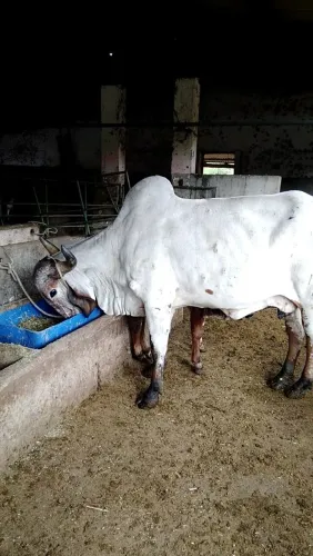Vendo vaca Gir Po controlada .