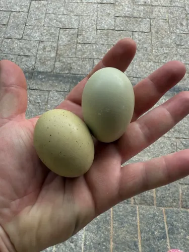 Galo/galinha/pintinho