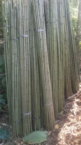 Bambu bandeira