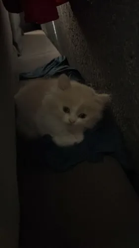 Gato persa