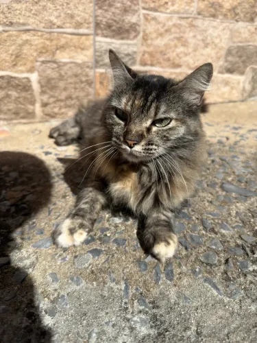ADOÇÃO - Gata fêmea castrada