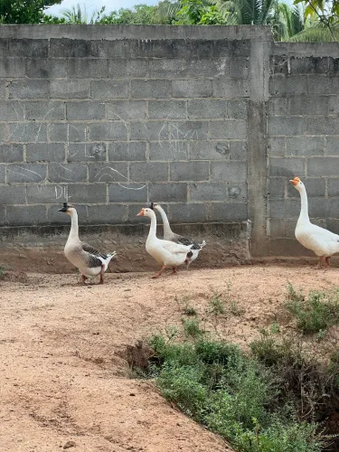 Galinha, ganso e Peru 