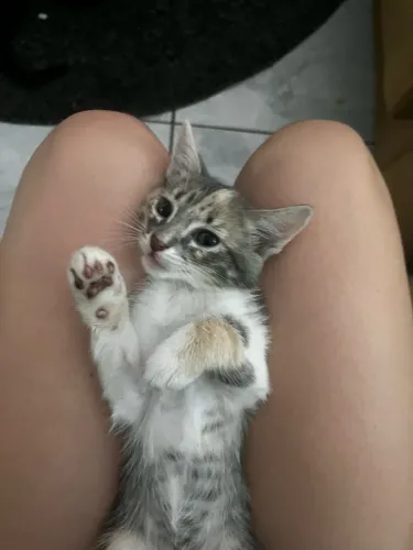 Gata tricolor pra adoção