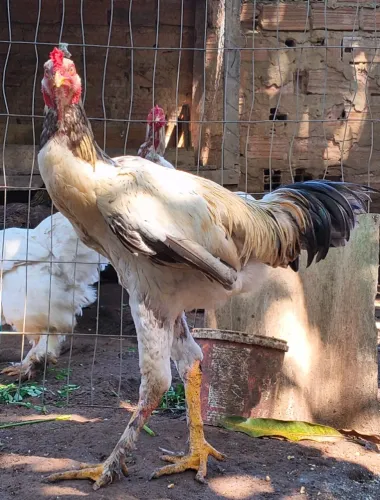 Galo Frango Índio Gigante x Brahma - Genética de Peso!