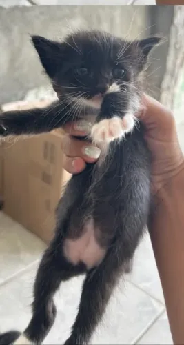 Doação de gatinha frajolinha