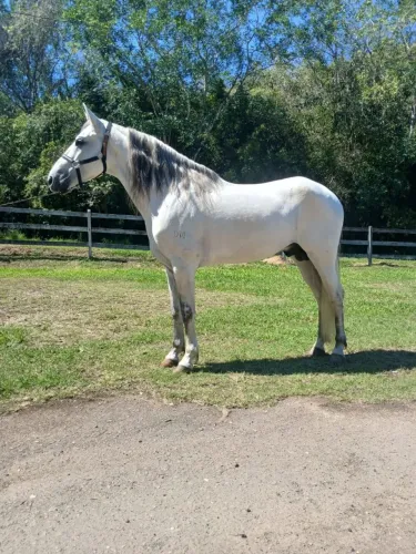 Cavalo de marcha picada registrado