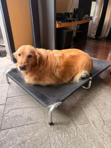 Cama Suspensa para cães