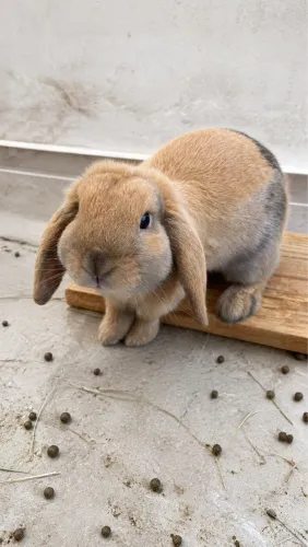 Coelho mini lop machinho super manso