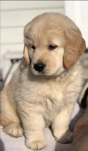 Filhote de Golden Retriever O Companheiro Perfeito Para Sua Família