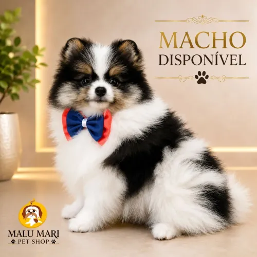 Spitz alemão macho tricolor