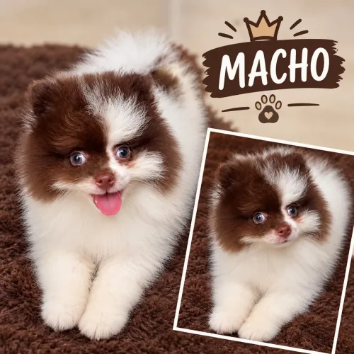 Lulu da Pomerânia lindíssimo partchoco.