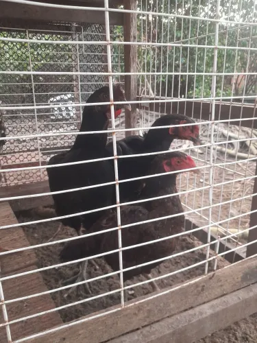 Frangos e frangas
