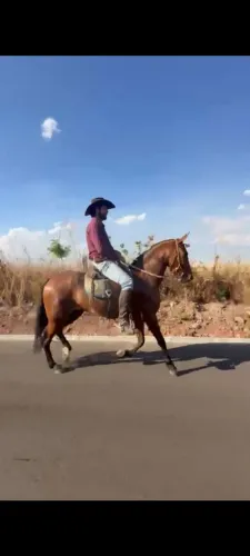 Égua registrada marcha picada