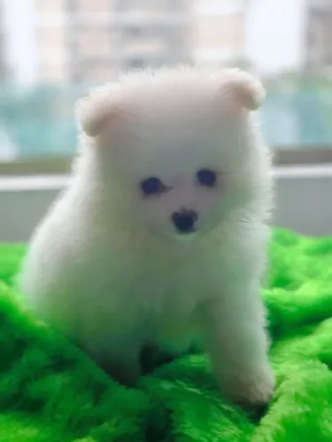 Lulu da Pomerânea Macho Branco