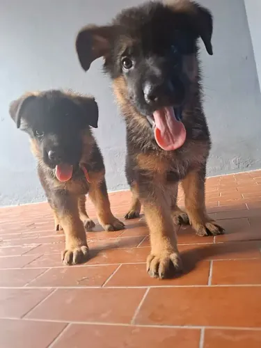 Filhotes de Pastor Alemão - Puro e com Pedigree