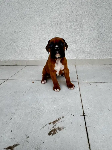 Filhote de boxer com pedigree