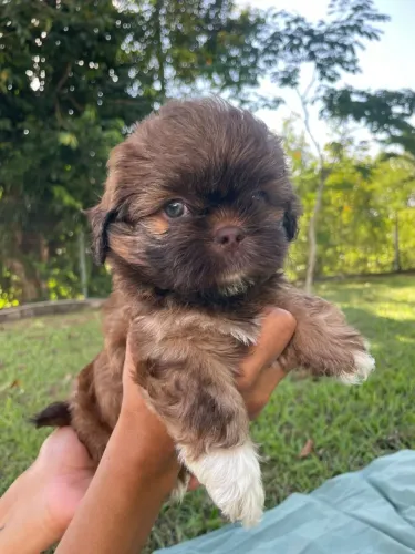 Filhote de Shih Tzu pra vender rápido!