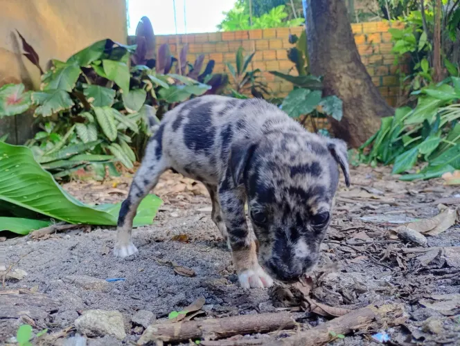 Doa-se um filhote de cachorro 3 meses(fêmea)