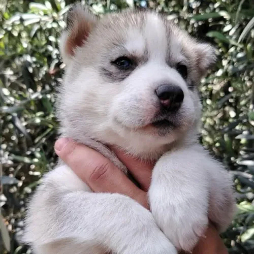 Filhotes de Husky Siberiano | Venha encontrar um companheiro para dividir seus momentos!