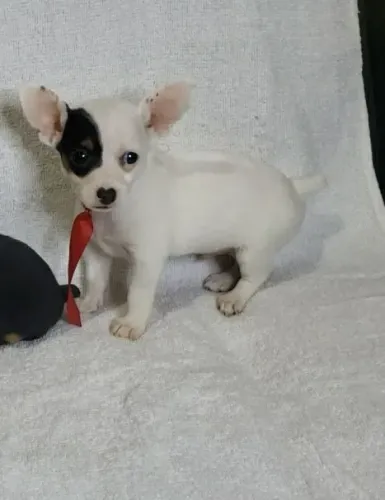 Machinho de Pinscher em Araguari