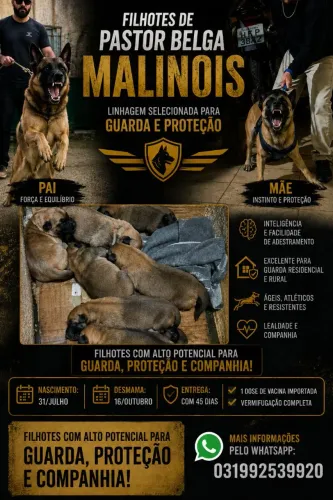 Filhotes de Pastor belga malinois