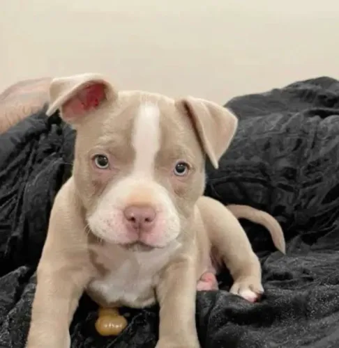FILHOTES PITBULL