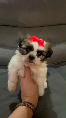 Shih tzu fêmeas disponível