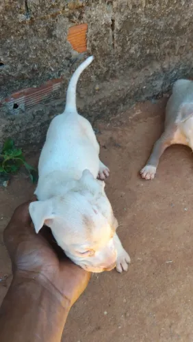 Filhotes de pit Bull 