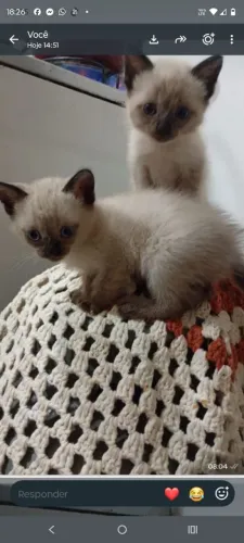 Gatos para doação