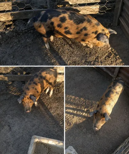 Vendo leitoa