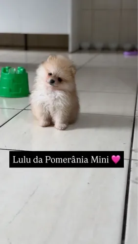 Lulu da Pomerania mini fêmea