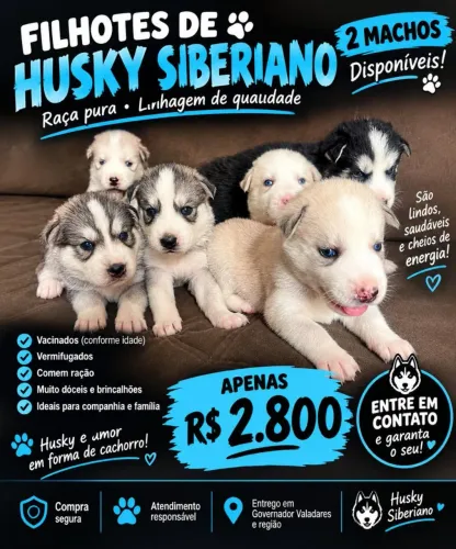 Filhotes de Husky Siberiano disponíveis! ?