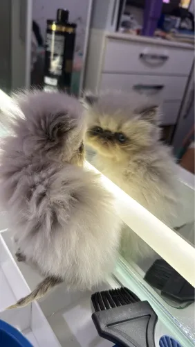 Filhote de gato persa fêmea