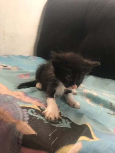 Adoção de gatinhos