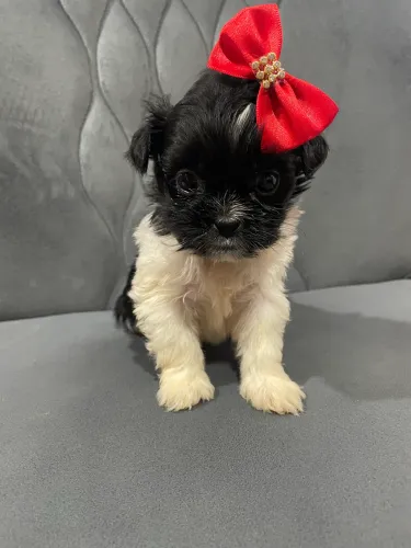 Filhotinhos de Shih Tzu mini disponíveis! 