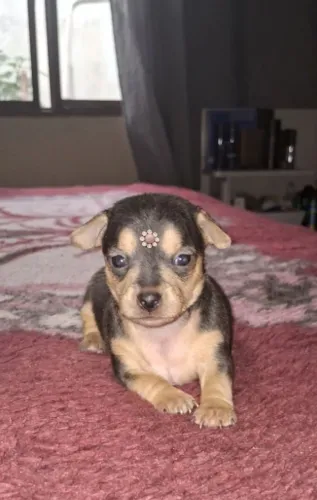 Lindos filhotinhos de pinscher 