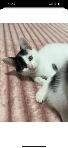 GATO FILHOTE PARA ADOÇÃO