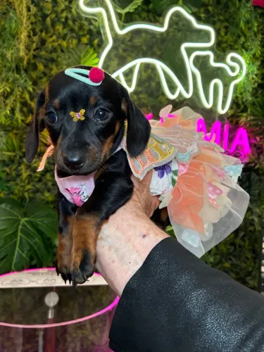 Dachshund!!! O Presente q encanta