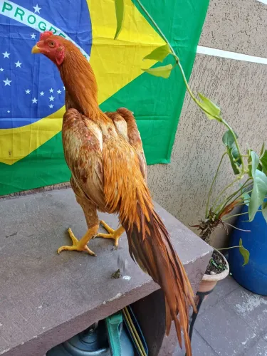 Galos tailandeses 
