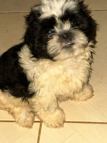 Shih tzu macho