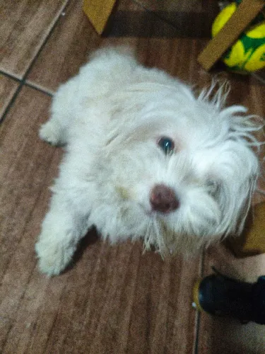 Vende -essa cachorra