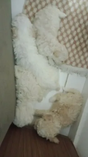 São da raça poodle 