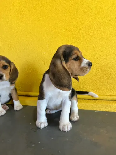 Filhotes de Beagle Fêmeas | Canil 2S