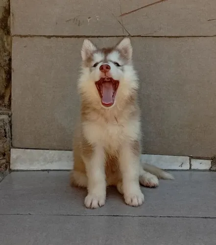 Linda fêmea disponível husky siberiano