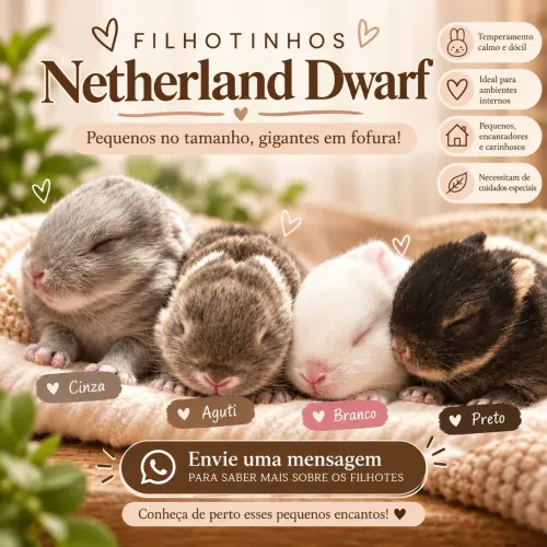 Filhotinhos Netherland Dwarf: pequenos no tamanho, gigantes em fofura!